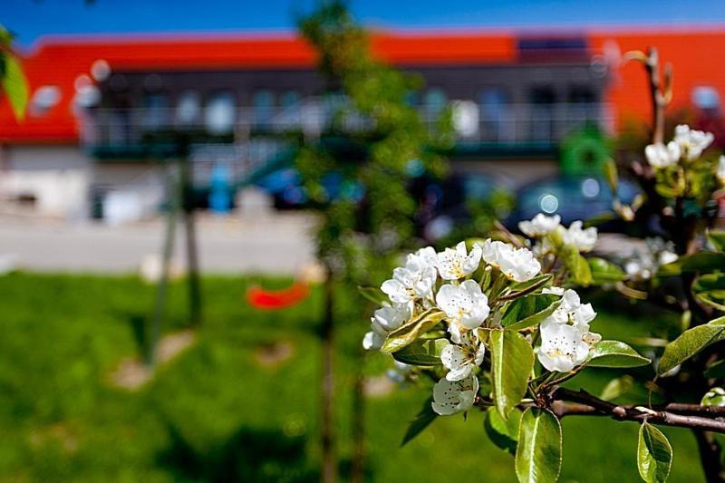 Katarzynka Daire Boleścin Dış mekan fotoğraf